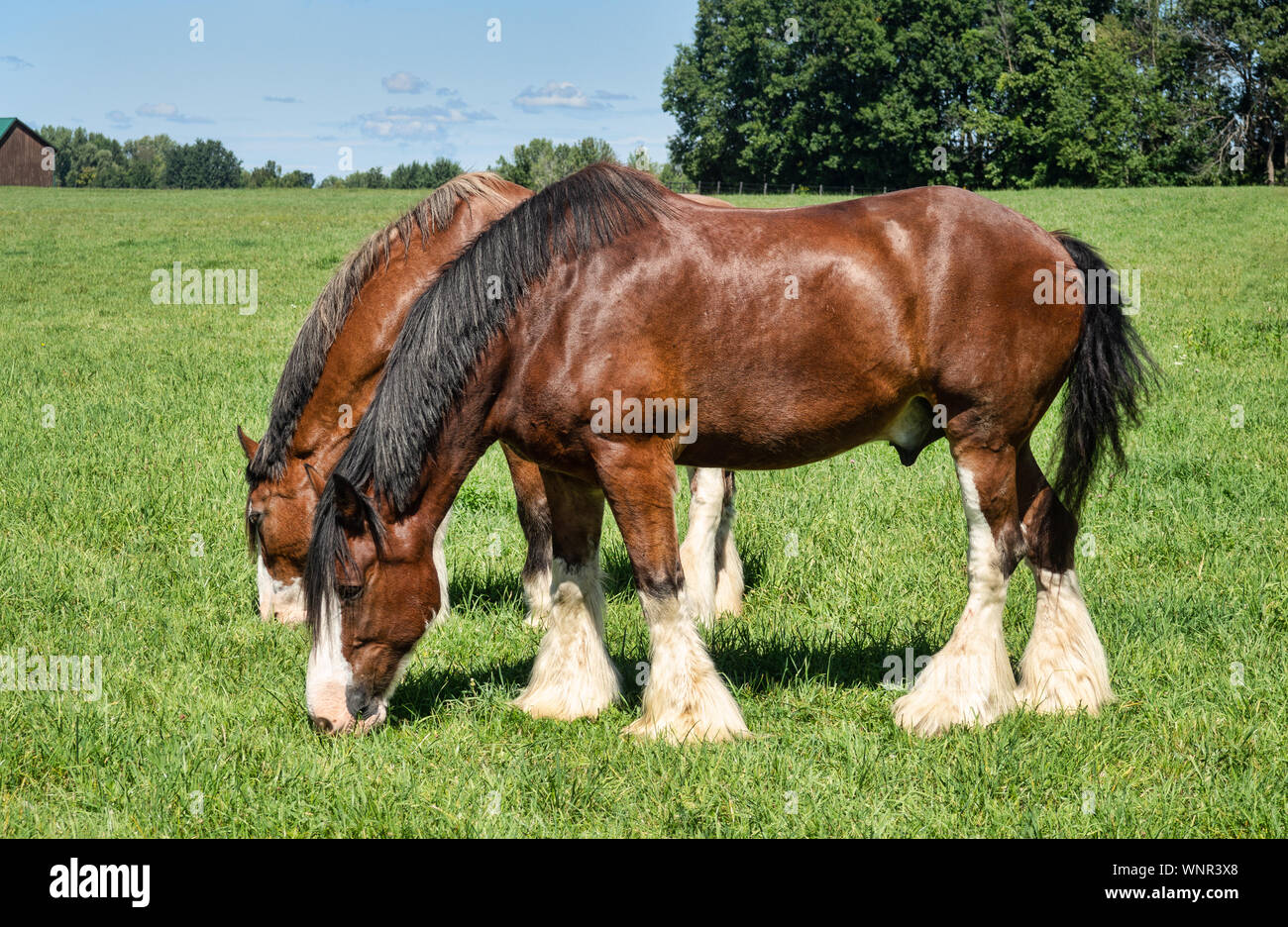 Chevaux de pâturage dans un champ Banque D'Images