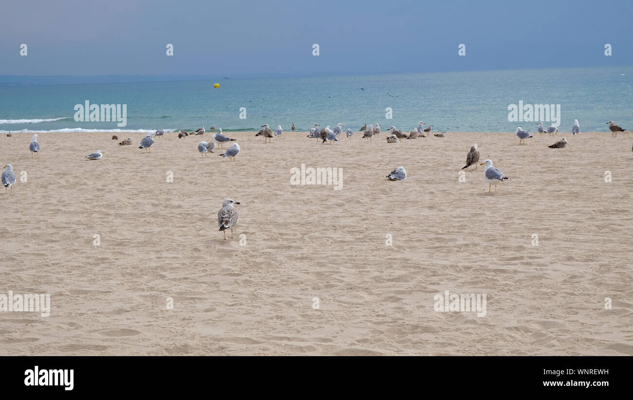 Les seules plages sur la plage sont les mouettes Banque D'Images