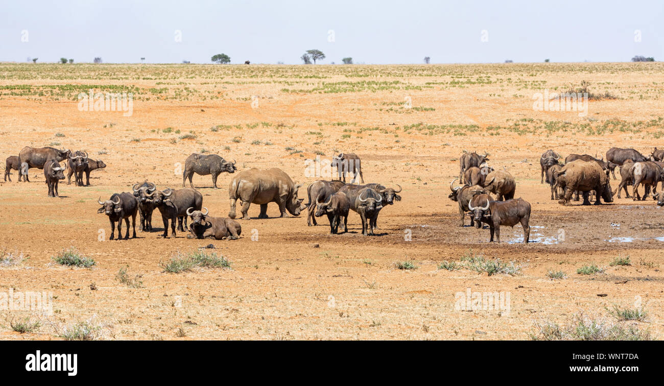 Les rhinocéros blancs et Buffalo à un point d'eau dans le sud de la savane africaine Banque D'Images