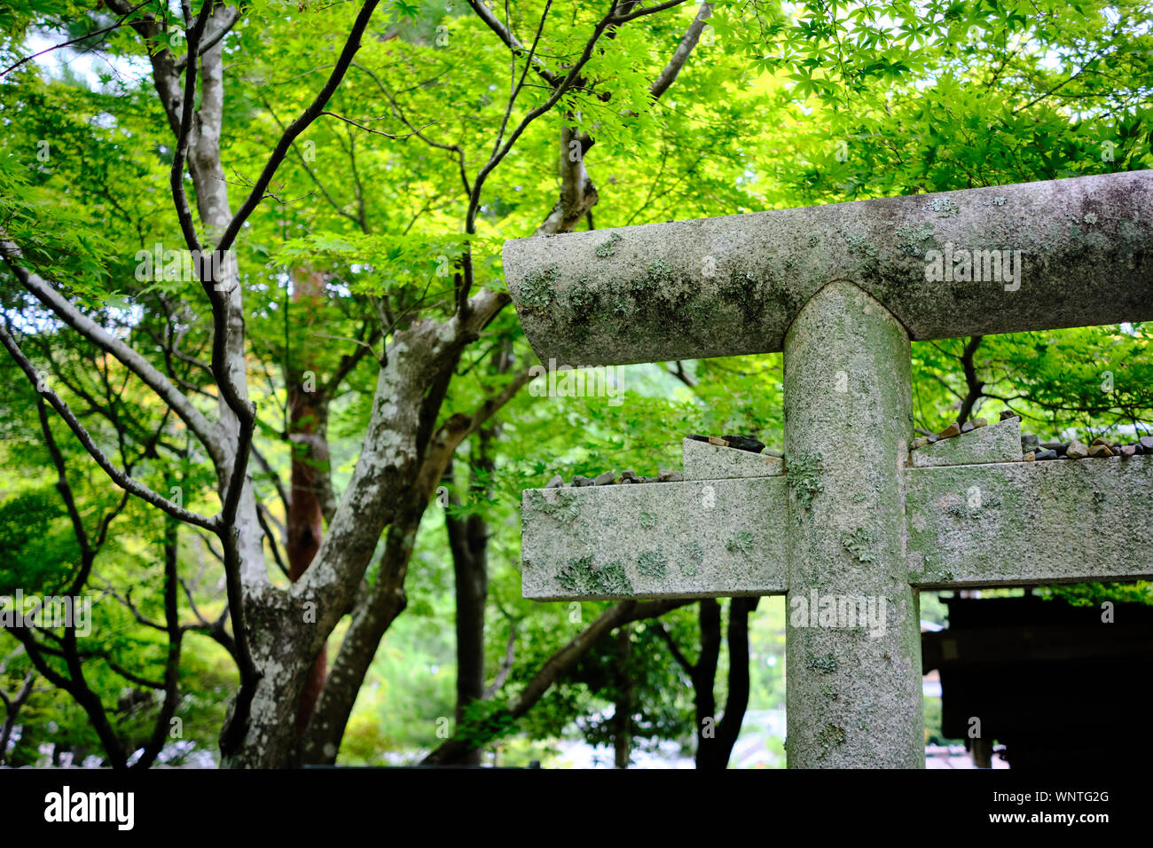 Torii en pierre Temple Adashino Nenbutsuji à la périphérie d'Arashiyama, Kyoto, Japon. Banque D'Images