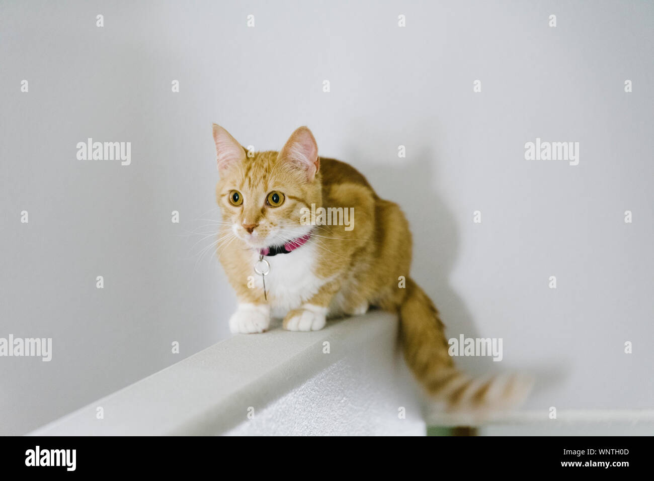 Chat tigré Orange assis sur un rebord de fenêtre dans une maison. Banque D'Images