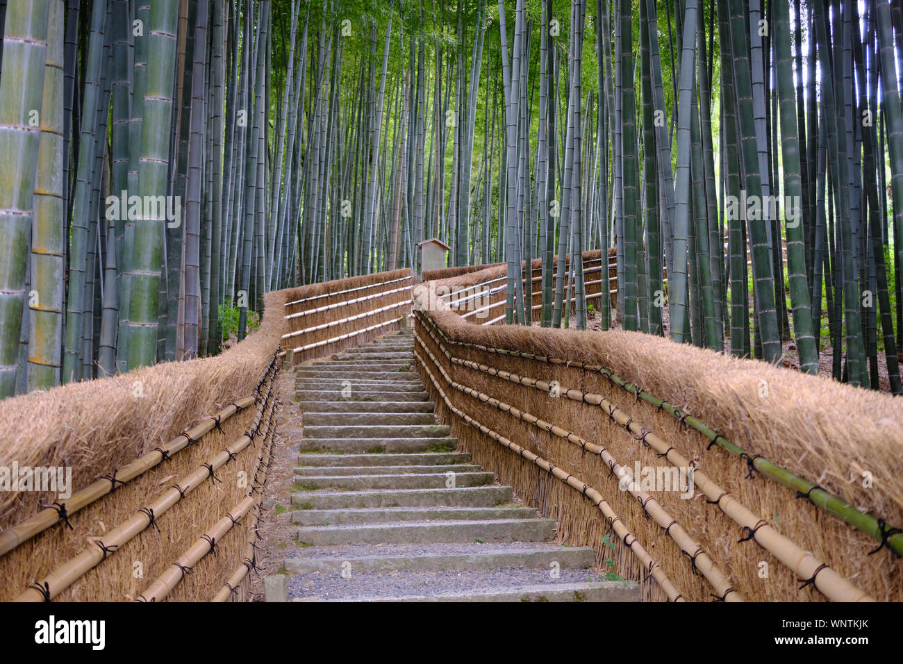Un chemin dans un bosquet du bambou à Kyoto, au Japon, avec d'un côté ou de l'escrime en bambou dans la distance de recul. Banque D'Images