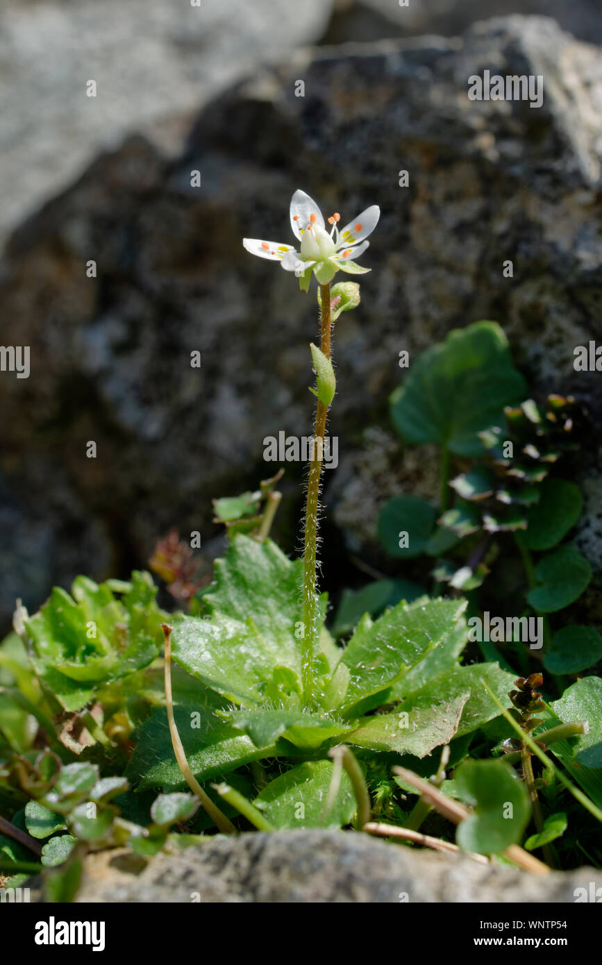 Saxifrage étoilée - Saxifraga stellaris Mountain plante du Lake District, Cumbria, Royaume-Uni Banque D'Images