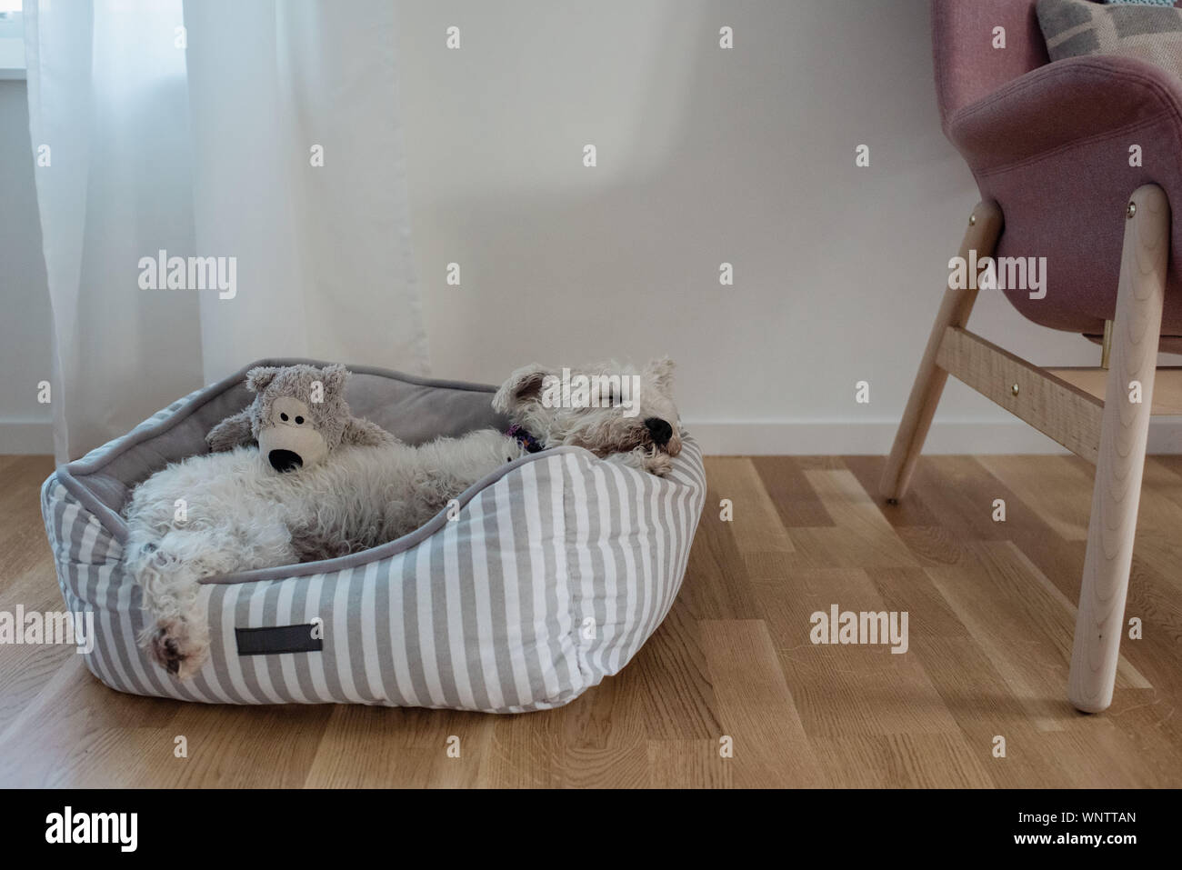 Chien blanc recroquevillé dans un lit pour chien à l'intérieur à la maison familiale Banque D'Images
