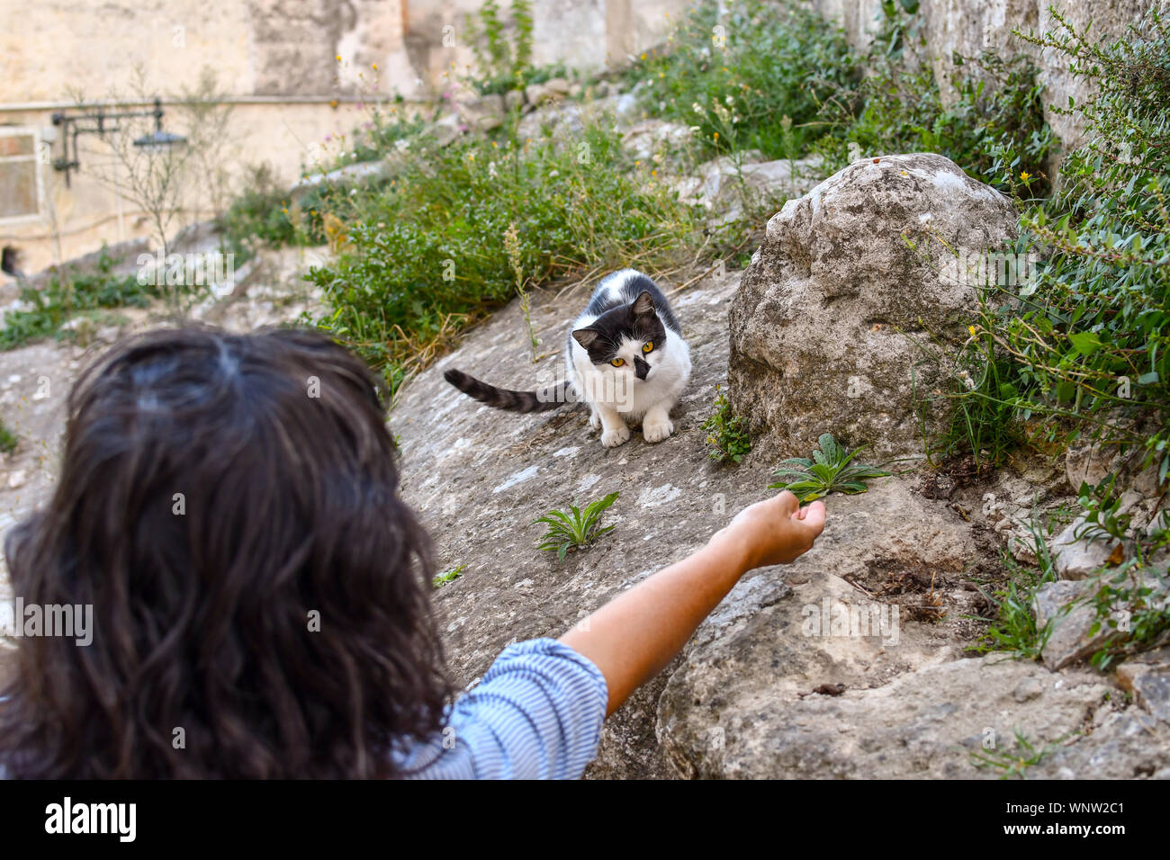 Coaxes une femme noir et blanc un chat errant avec nourriture sèche dans sa main dans la petite ville de Matera, Italie Banque D'Images
