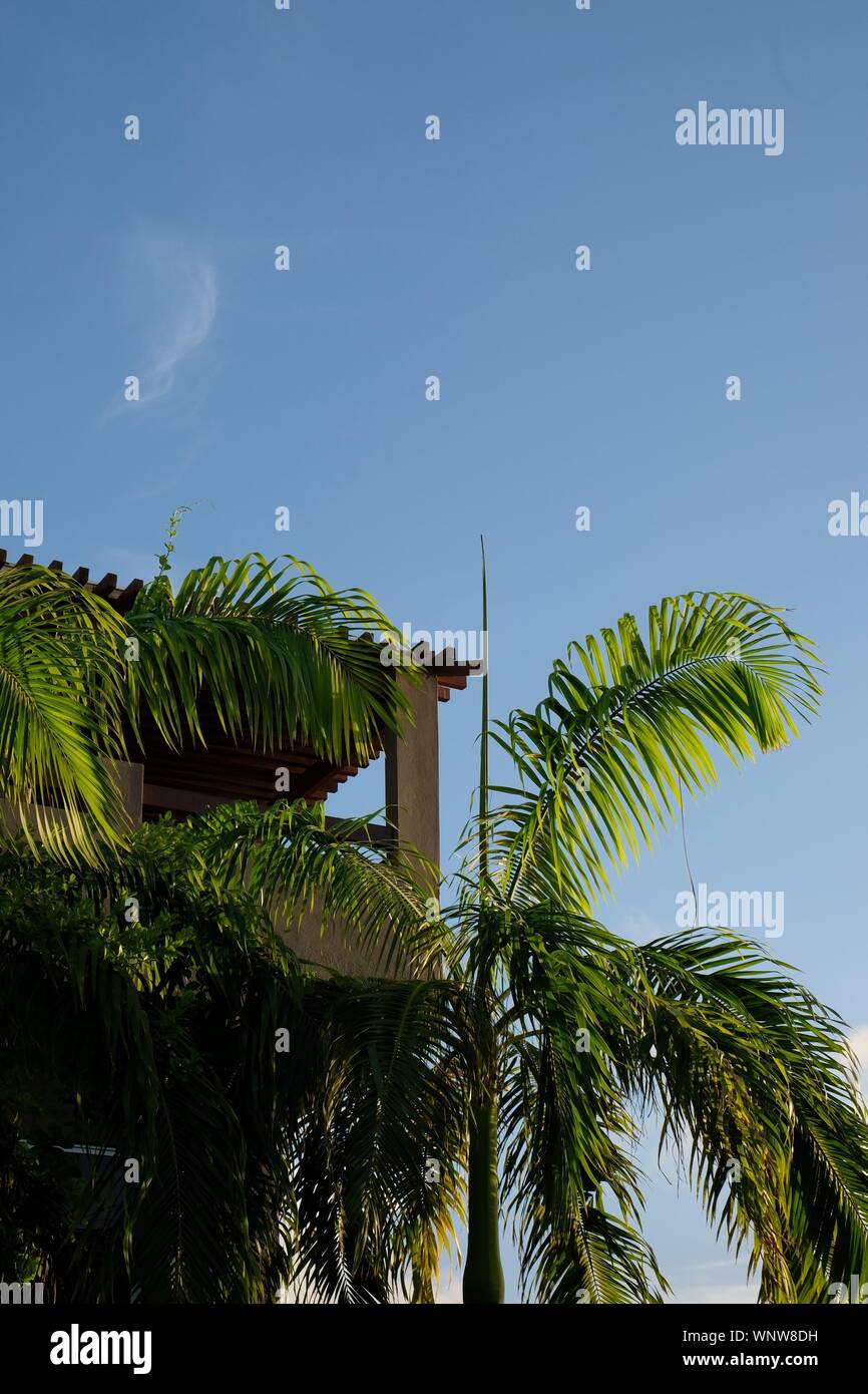 Une tour d'observation, entourée de palmiers avec un ciel bleu en arrière-plan Banque D'Images