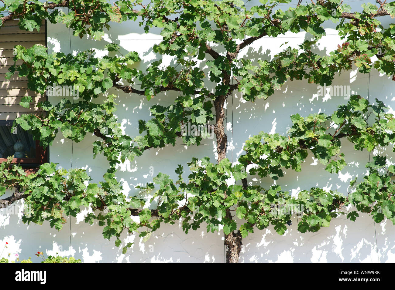 Les feuilles de vigne fraîche et verte sur une façade de plâtre lumineuses ombres jeter. Banque D'Images