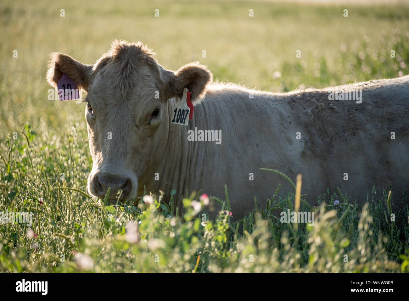 Vache, Wallowa Valley, Oregon. Banque D'Images