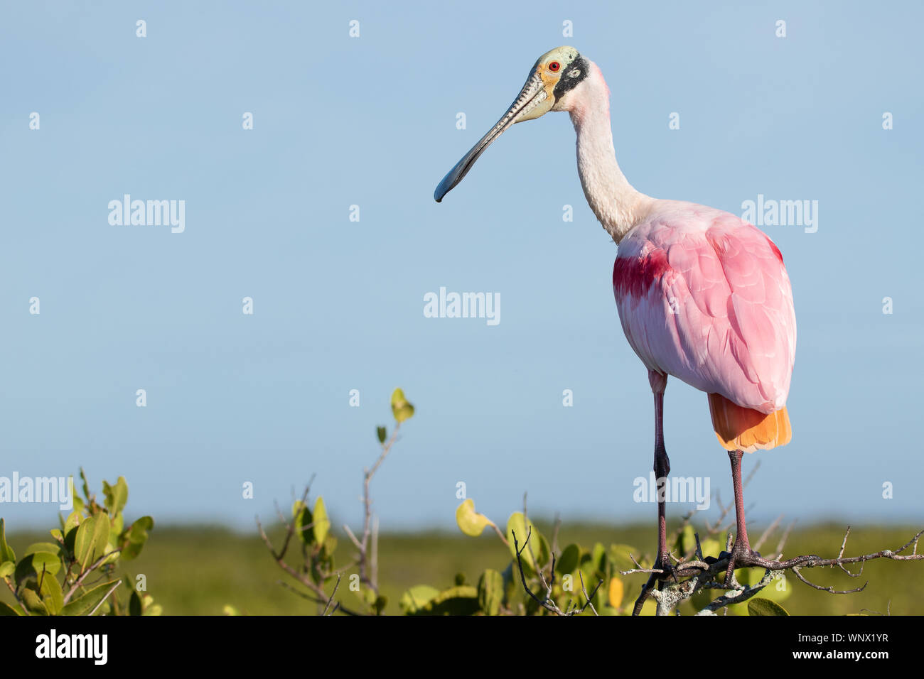 Roseate spoonbill Banque de photographies et d’images à haute ...