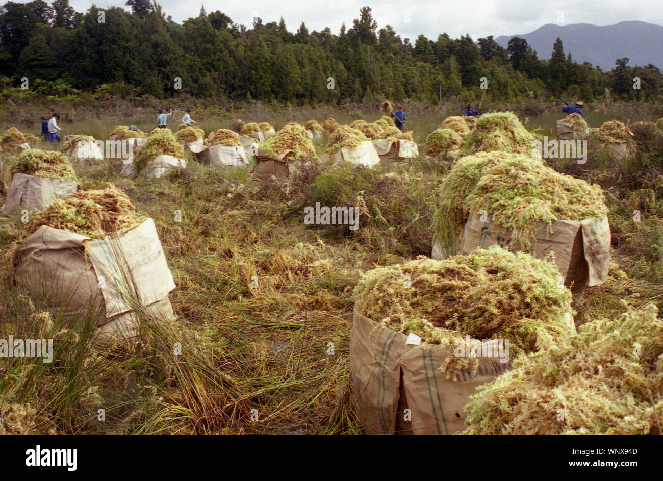 Sacs de sphaigne Mousse lors d'une opération de récolte, de la côte ouest, l'île du Sud, Nouvelle-Zélande. circa 1996. La récolte de la mousse n'utilise pas de grosses machines et est tout à fait durable, avec dans la repousse des 3 - 5 ans. Banque D'Images
