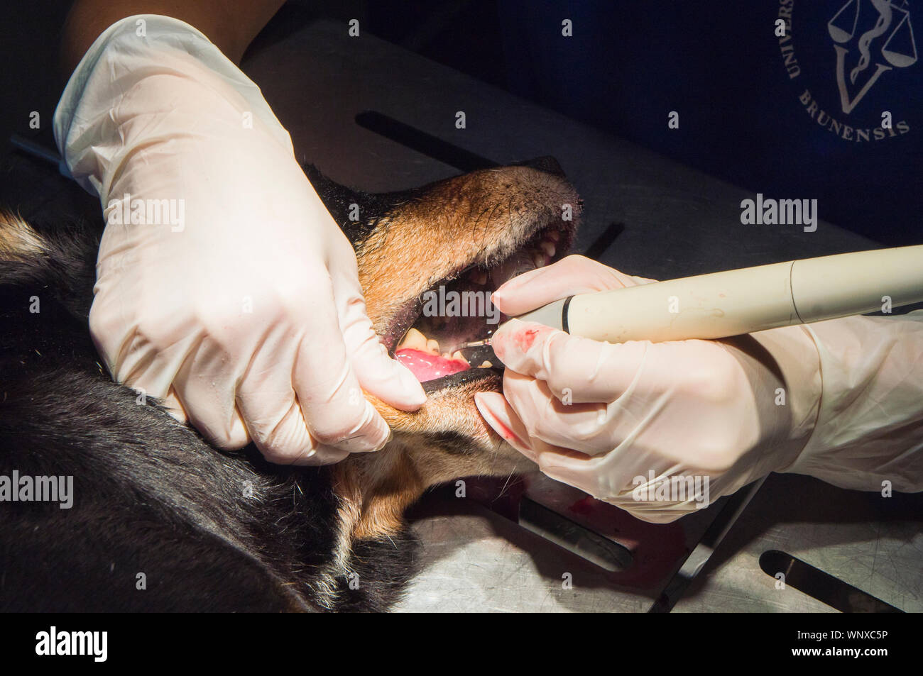 Chien, dent, dents, dentisterie vétérinaire, d'examen, de l'EFP, pet, médecin vétérinaire, cabinet, stomatologie, le 5 septembre 2019. (CTK Photo/Libor Sojka Banque D'Images