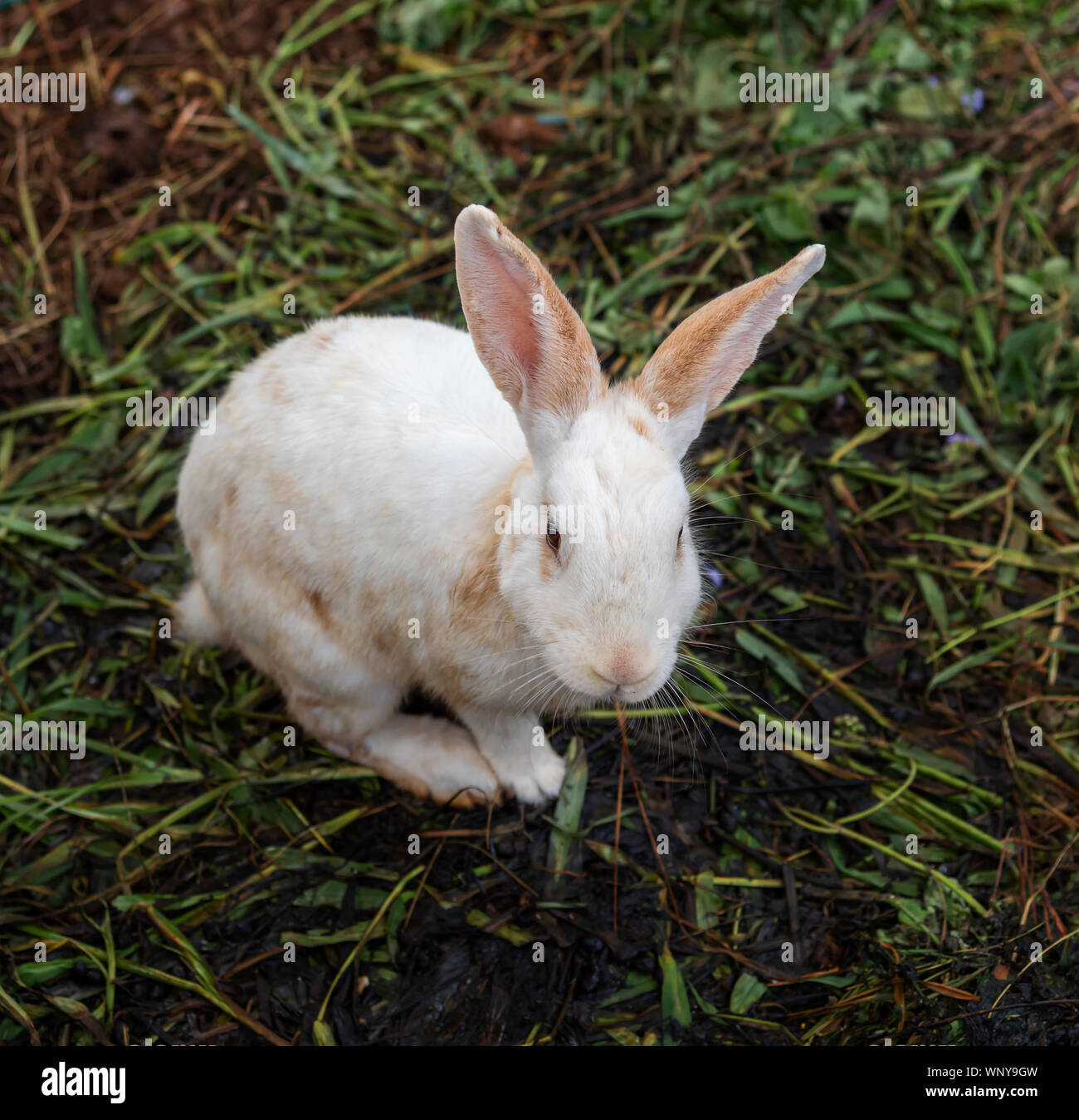Lapin blanc est un mammifère est sur la pelouse dans la nature le matin de printemps Banque D'Images