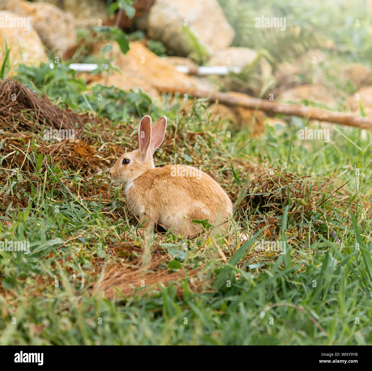 Brown rabbit est un mammifère est sur la pelouse dans la nature le matin de printemps Banque D'Images