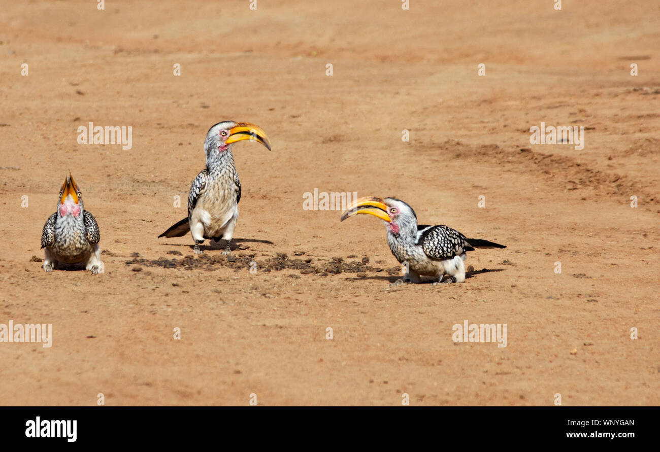 Calao 3 oiseaux sur le sable sur le sol, le Botswana, l'Afrique. Banque D'Images