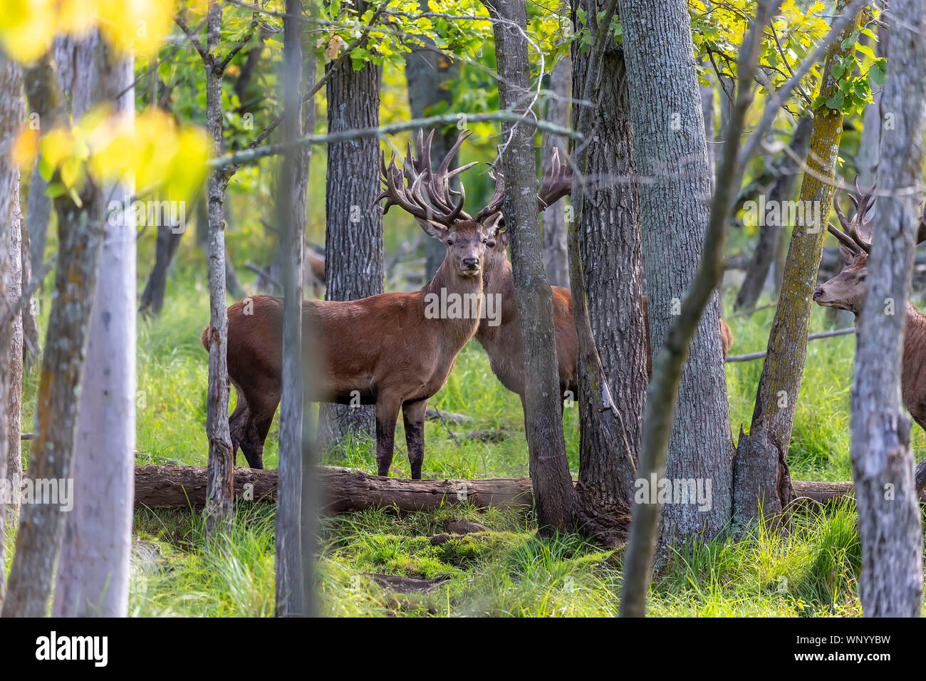 European red deer (Cervus elaphus) en rut, c'est la quatrième plus grande espèce Banque D'Images