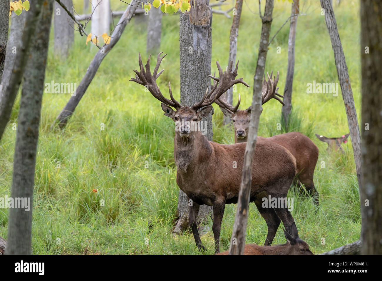 European red deer (Cervus elaphus) en rut, c'est la quatrième plus grande espèce Banque D'Images
