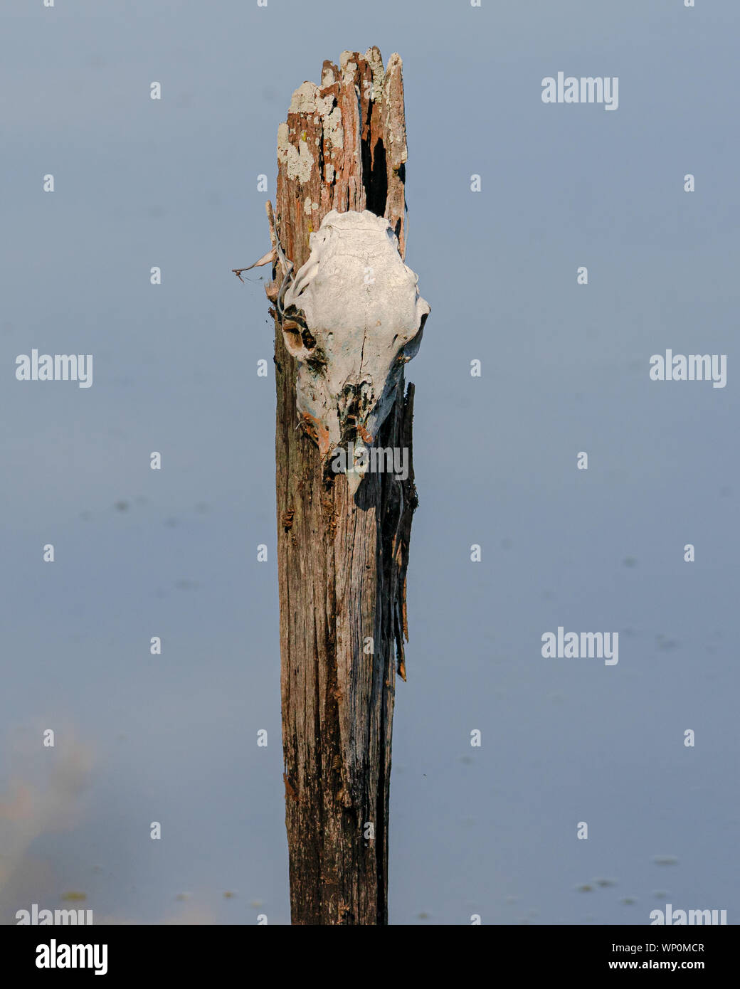 Un crâne de mouton décoloré par le soleil monté au sommet d'un poteau de clôture en bois délavé dans l'outback australien. Un symbole éloquent de l'aridité sévère et de la vie rurale. Banque D'Images