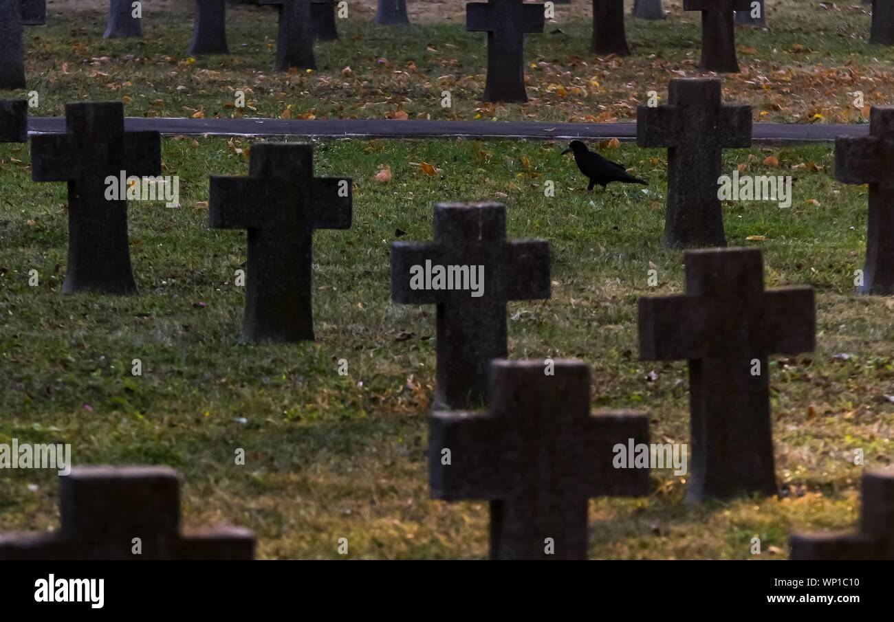 Bucarest, Roumanie - 11 novembre 2018 : Un corbeau marche parmi les croix de soldats tués pendant la Première Guerre mondiale sont vus dans le cimetière des héros, j'ai Pro Patria Banque D'Images