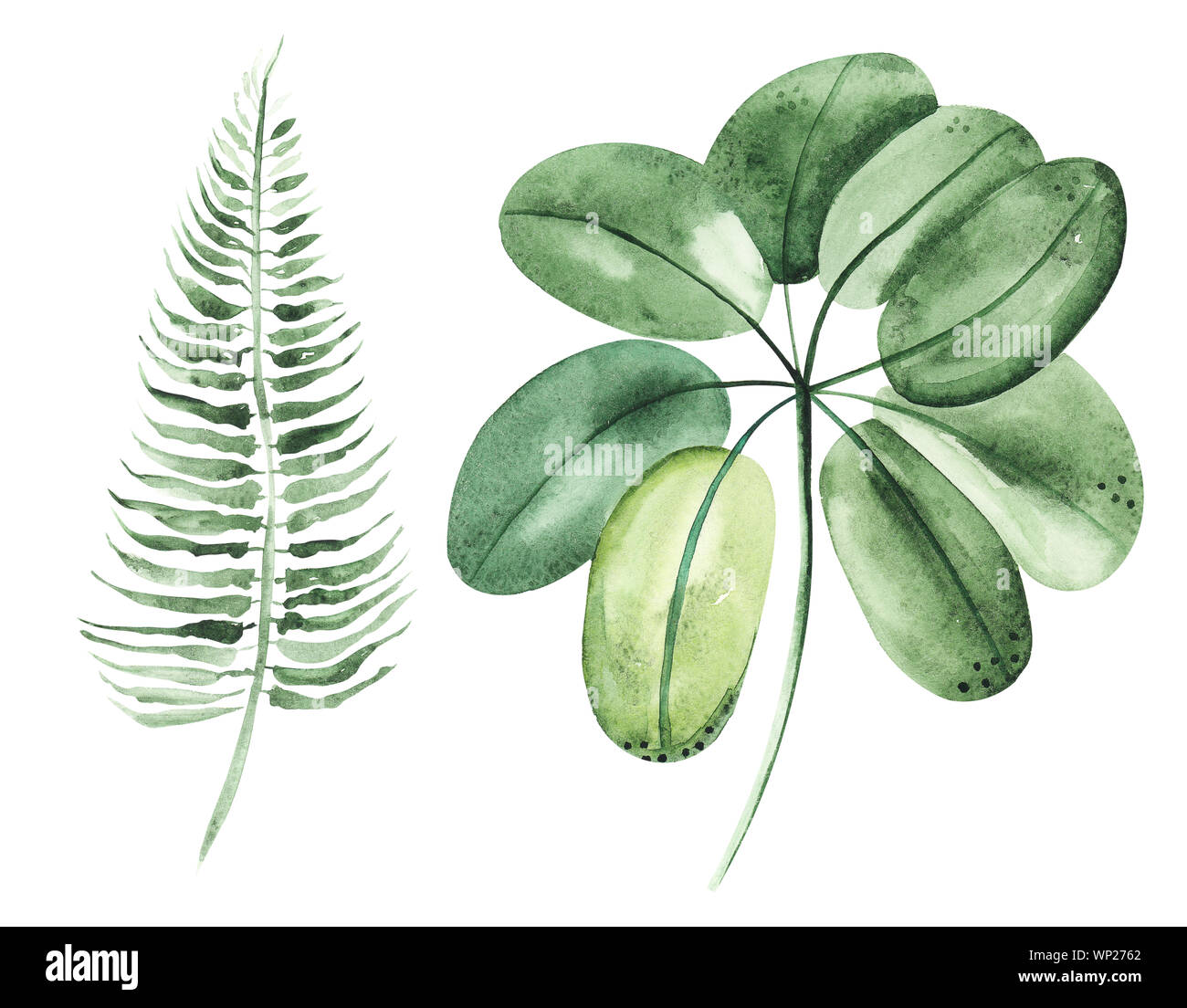 Illustration aquarelle dessin feuilles botanique de plantes exotiques sur une couche isolée blanc Banque D'Images