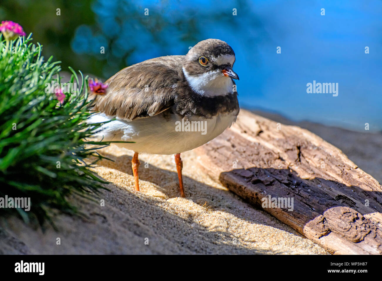 Un petit échassier, snowy Plover (Charadrius nivosus), la marche sur le sable. Banque D'Images