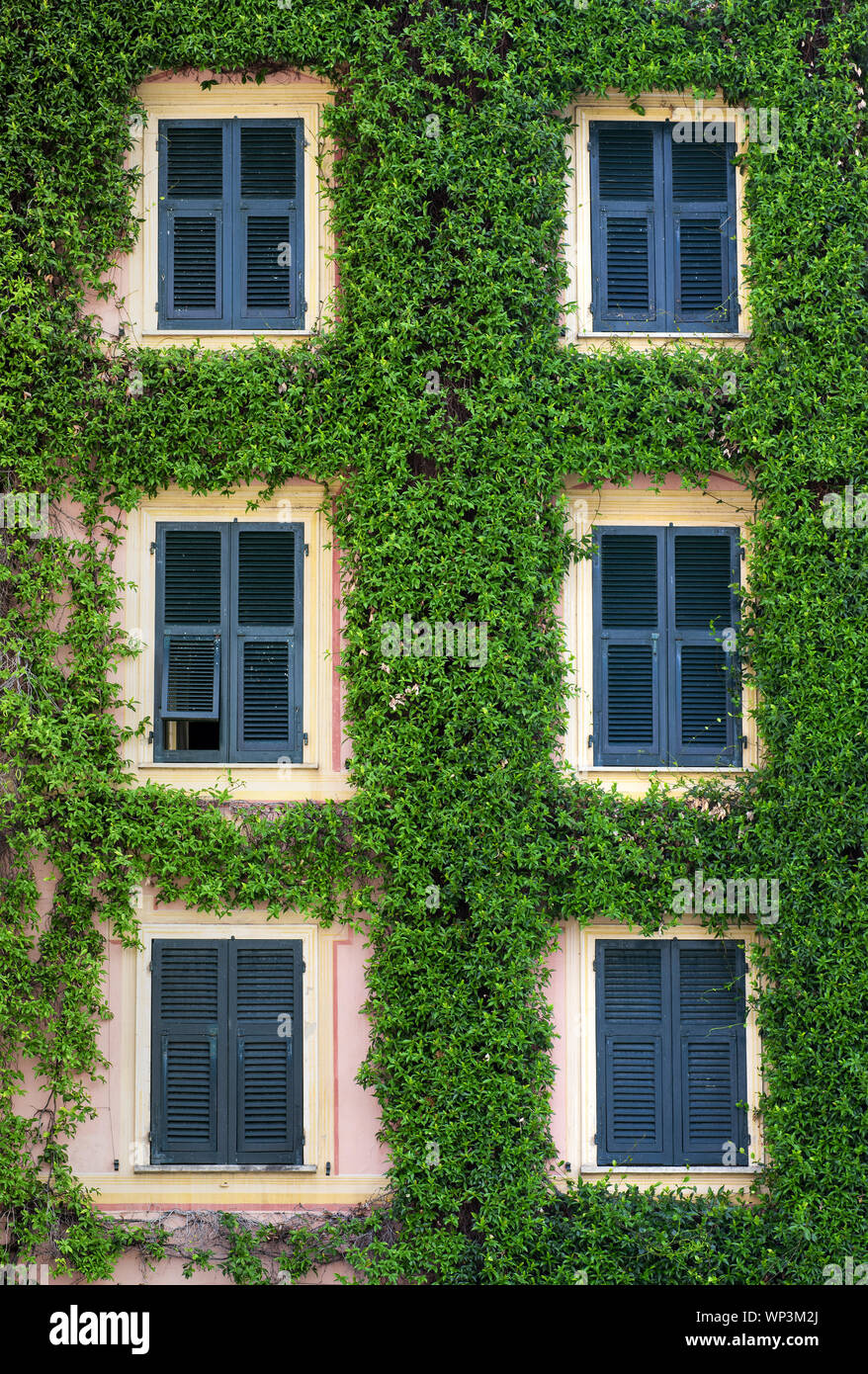Façade avant d'un bâtiment recouvert d'un réducteur de légumes verts façonnés avec soin autour des fenêtres avec cadres bleus dans une vue plein cadre Banque D'Images