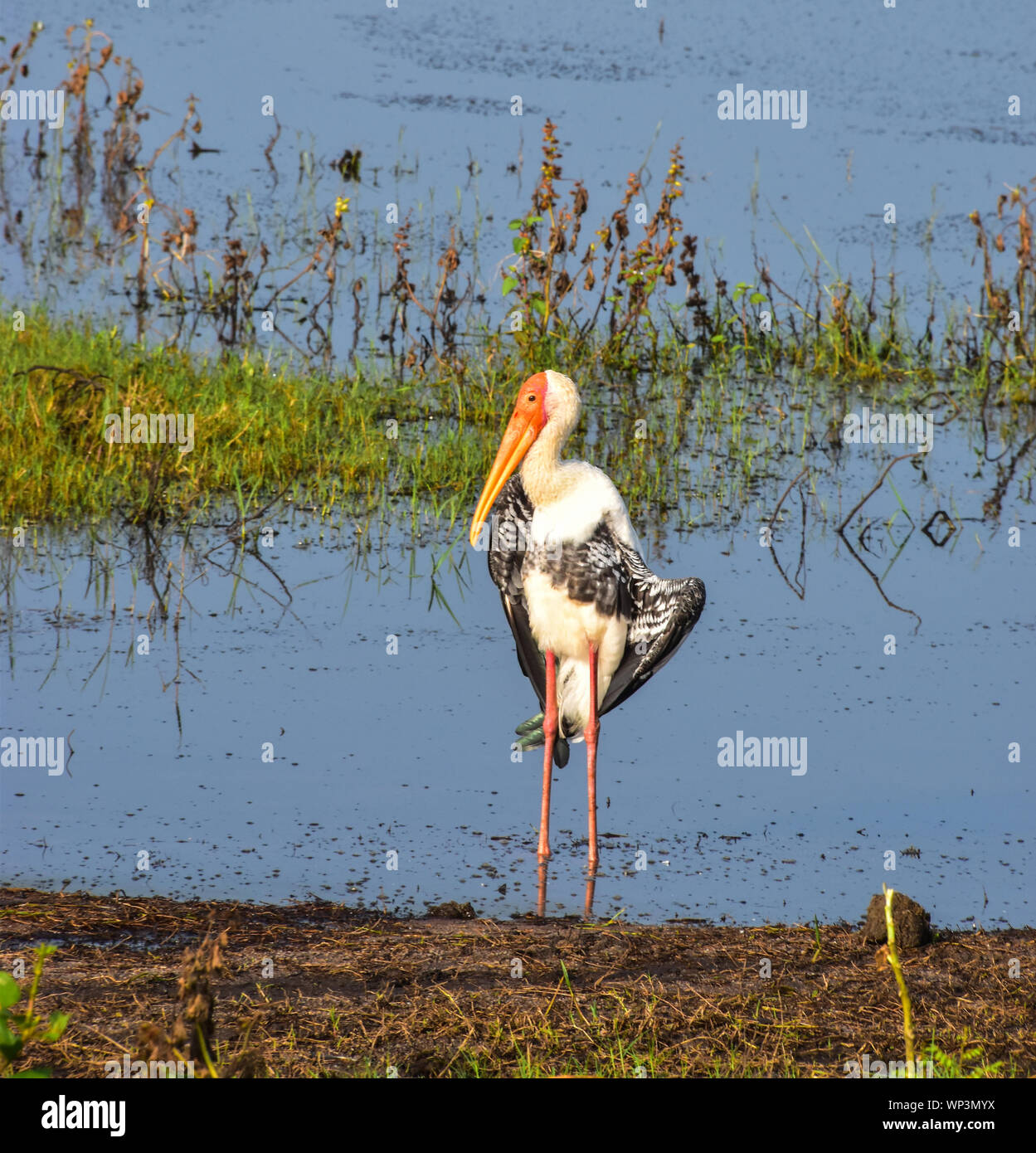 Painted Stork, Parc National de Kaudulla, Sri Lanka Banque D'Images