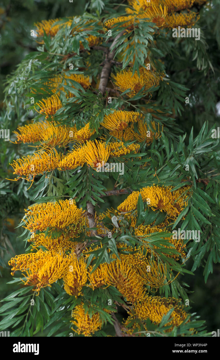 10 Graines de Chêne Soyeux d/' Australie Arbre de Soie Grevillea Robusta