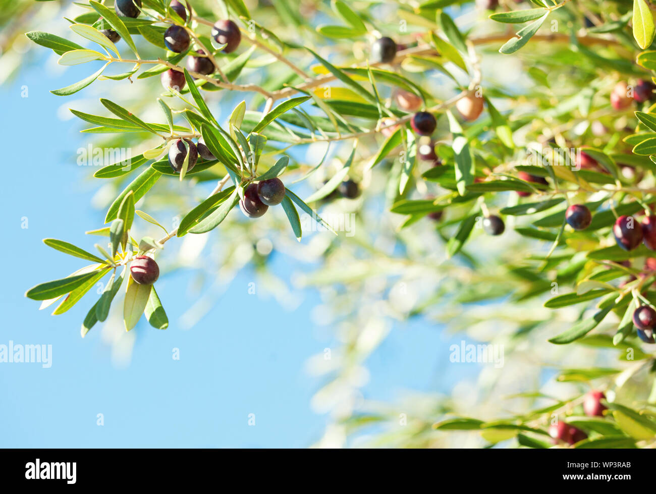 Sur la branche d'olives mûres d'olivier. Focus sélectif. Banque D'Images