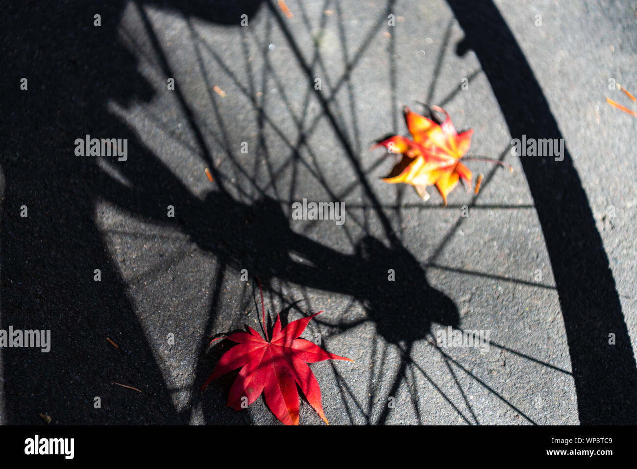 Ombre d'une roue de vélo avec l'automne les feuilles tombées sur le sol. close-up, haut Vue de dessus, de beaux milieux de saison. Un concept de voyage routier Banque D'Images