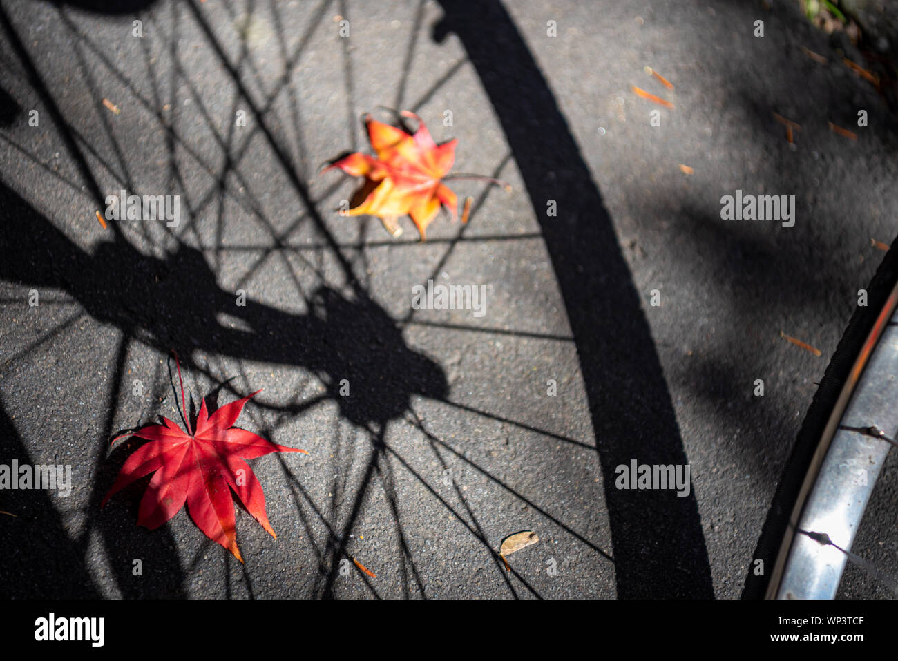 Ombre d'une roue de vélo avec l'automne les feuilles tombées sur le sol. close-up, haut Vue de dessus, de beaux milieux de saison. Un concept de voyage routier Banque D'Images