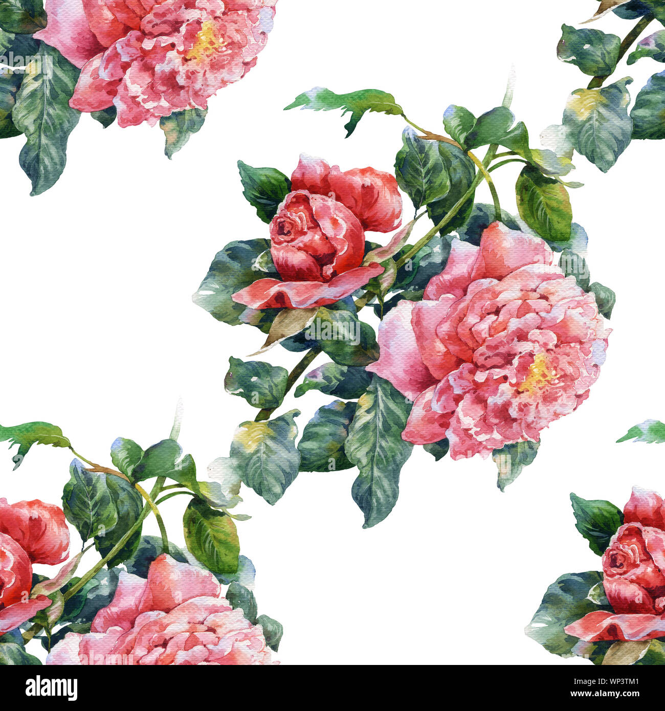 L'aquarelle de fleurs, rose , motif transparent sur fond blanc Banque D'Images