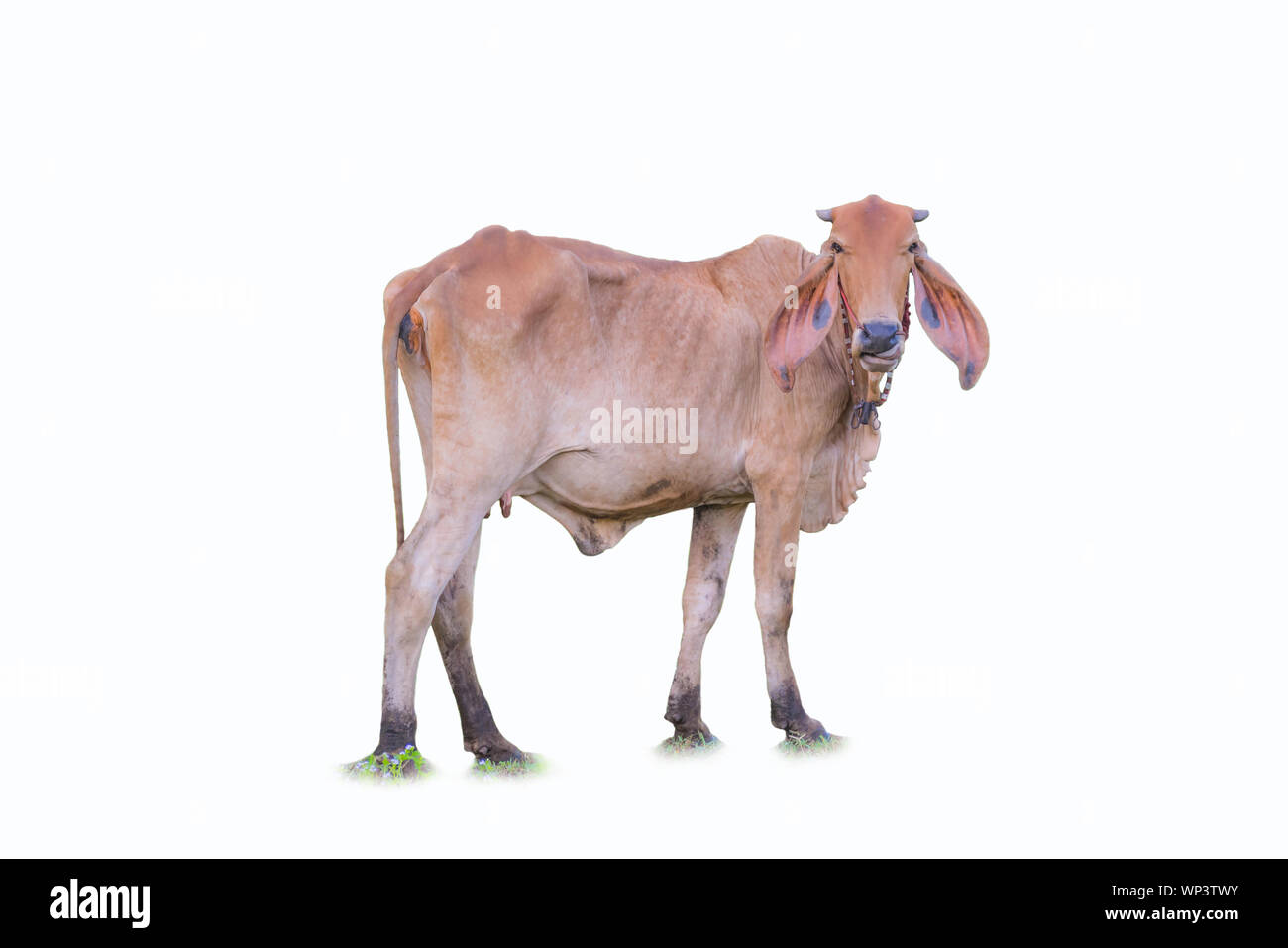 Résumé de la coupe sélective dai vache avec un fond blanc. Banque D'Images