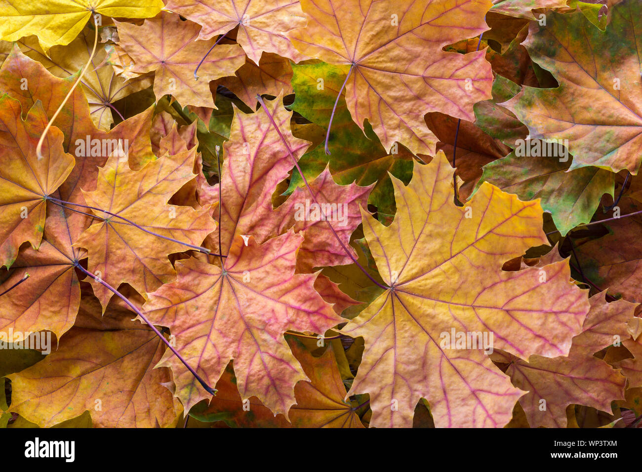 Avec l'arrière-plan coloré sec automne feuilles d'érable. Banque D'Images