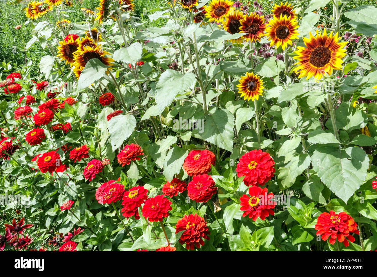 Lit de fleurs coloré Red Zinnias tournesols jardin fleurs ornementales bordure de floraison mixte annuels colorés beauté plantes d'été bordure de parterre de fleurs Banque D'Images
