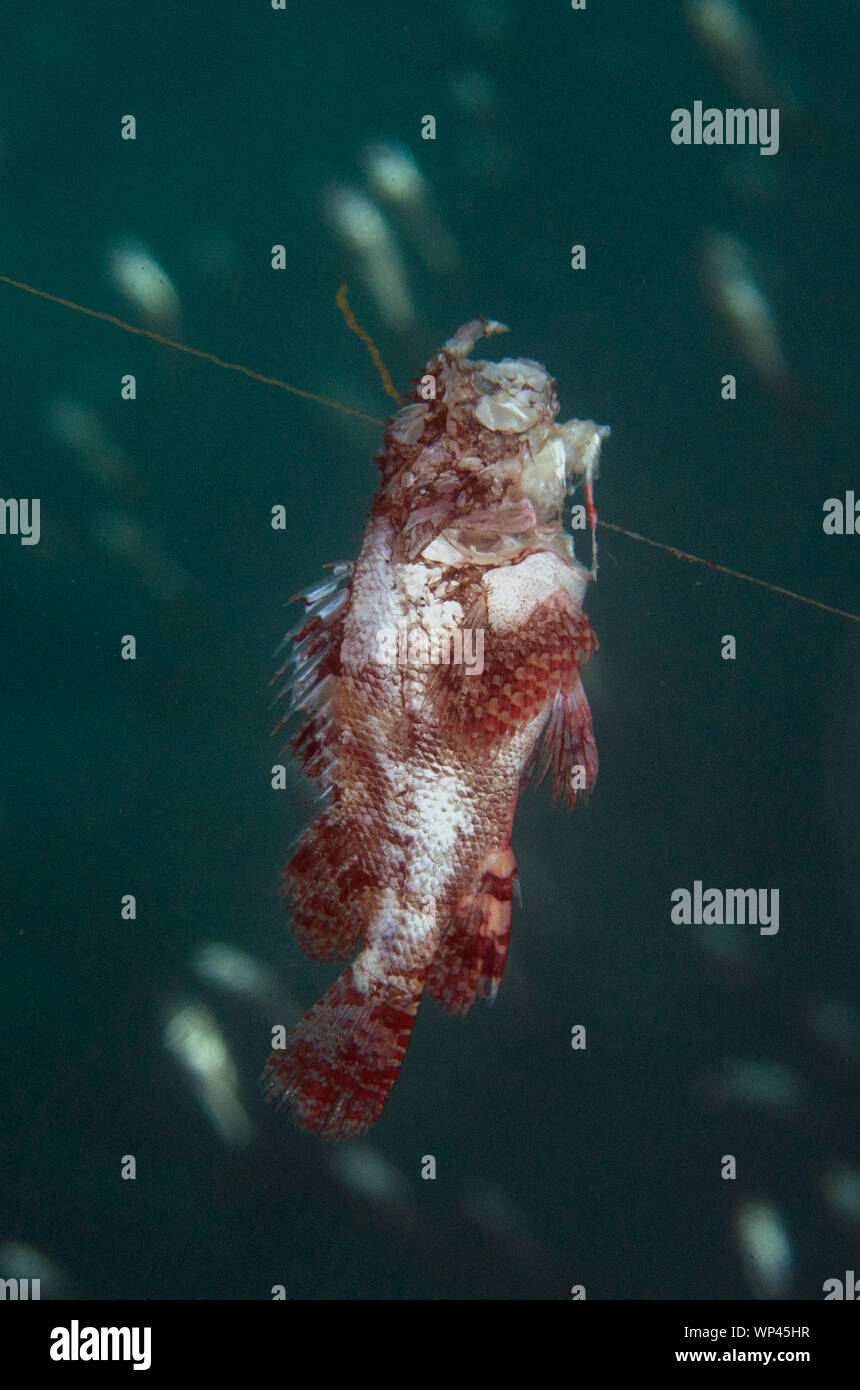 Scorpionfish mort, famille Scorpaenidae, sur la ligne de pêche, site de plongée Jetty, Padangbai,Près de Candidasa, Bali, Indonésie Banque D'Images