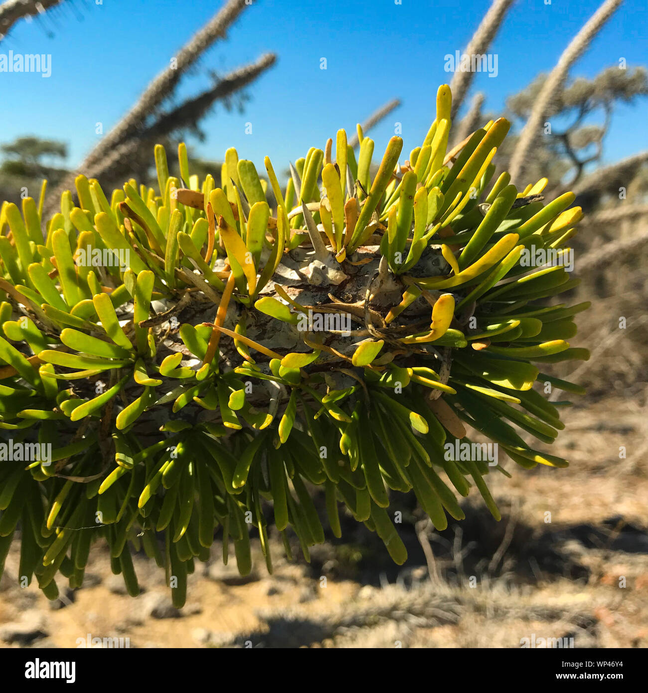Direction générale des feuilles exceptionnellement Didierea madagascariensis , l'arbre pieuvre de l'Ouest de Madagascar, dans un cadre typique de la Forêt épineuse montrant les détails de Banque D'Images