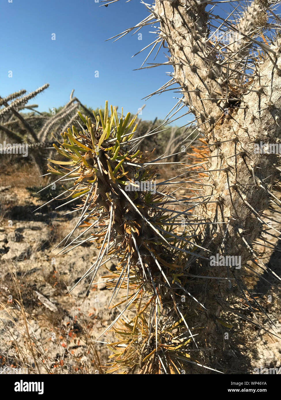 Didierea madagascariensis , l'arbre pieuvre de l'Ouest de Madagascar, dans un cadre typique de la Forêt épineuse montrant les détails de l'habitude et la structure w Banque D'Images