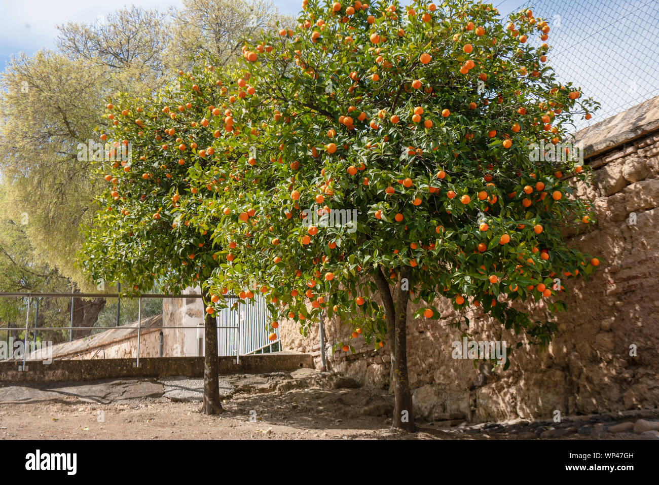 Orangers de Séville, chargés de fruits à Medina Azahara, Cordoue, Espagne, forme arrondie classique contre un mur de pierre Banque D'Images