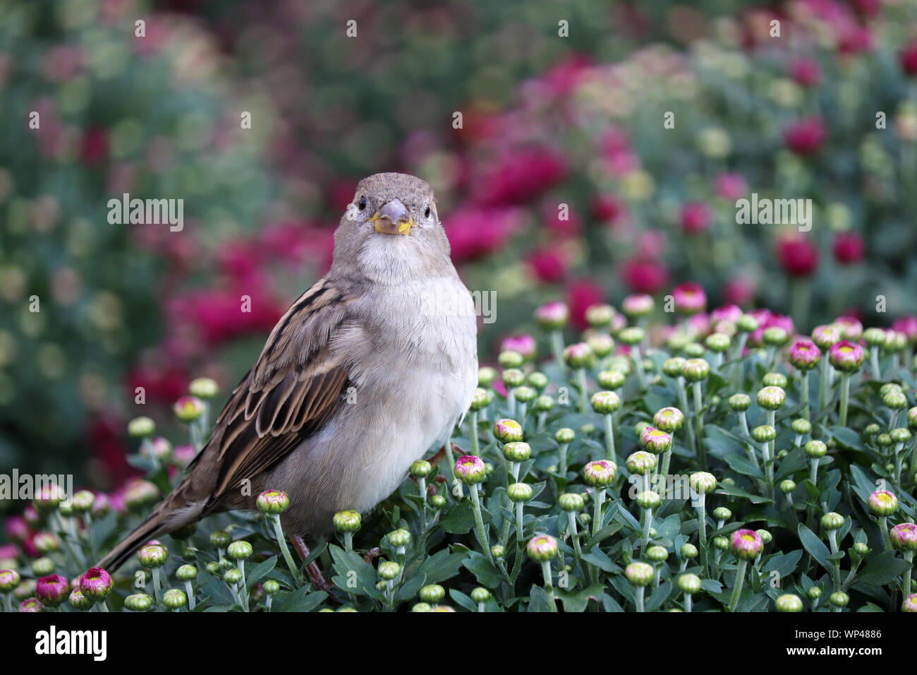 Sparrow assis sur un champ de fleurs roses et rouges chrysanthèmes, paysage pittoresque dans des tons doux. Floral background, modèle magnifique Banque D'Images