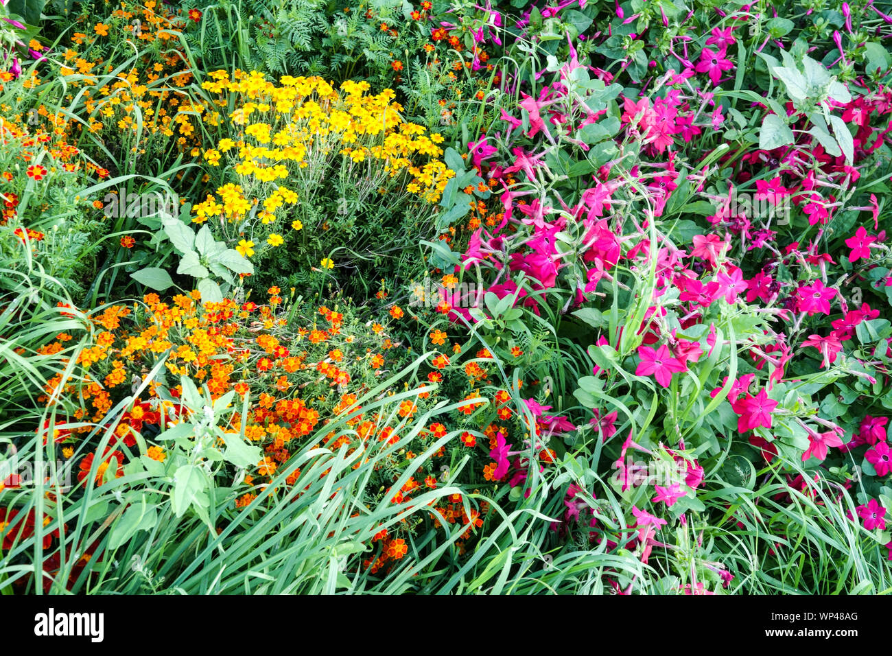 Fleurs Annuelles, Tagetes tenuifolia tagètes, la floraison Tobacco Nicotiana dans lit de jardin Banque D'Images