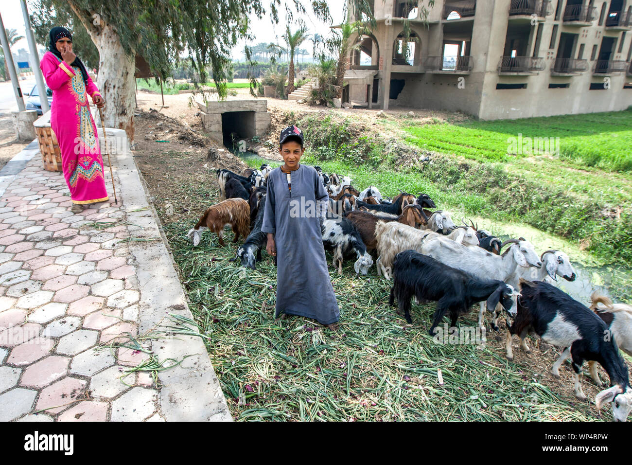 Une mère égyptienne et son fils faire paître leur troupeau de chèvres à côté de la route, près de Saqqarah dans le nord de l'Egypte. Banque D'Images