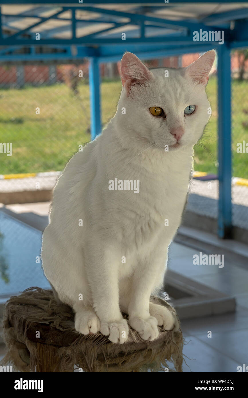 Les chats avec Heterochromia spécial à Van, Turquie Banque D'Images