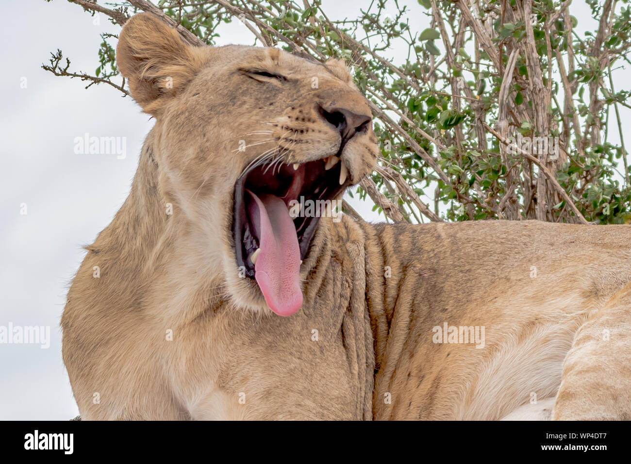 Un jeune homme dans le parc national de Tsavo Lion Banque D'Images