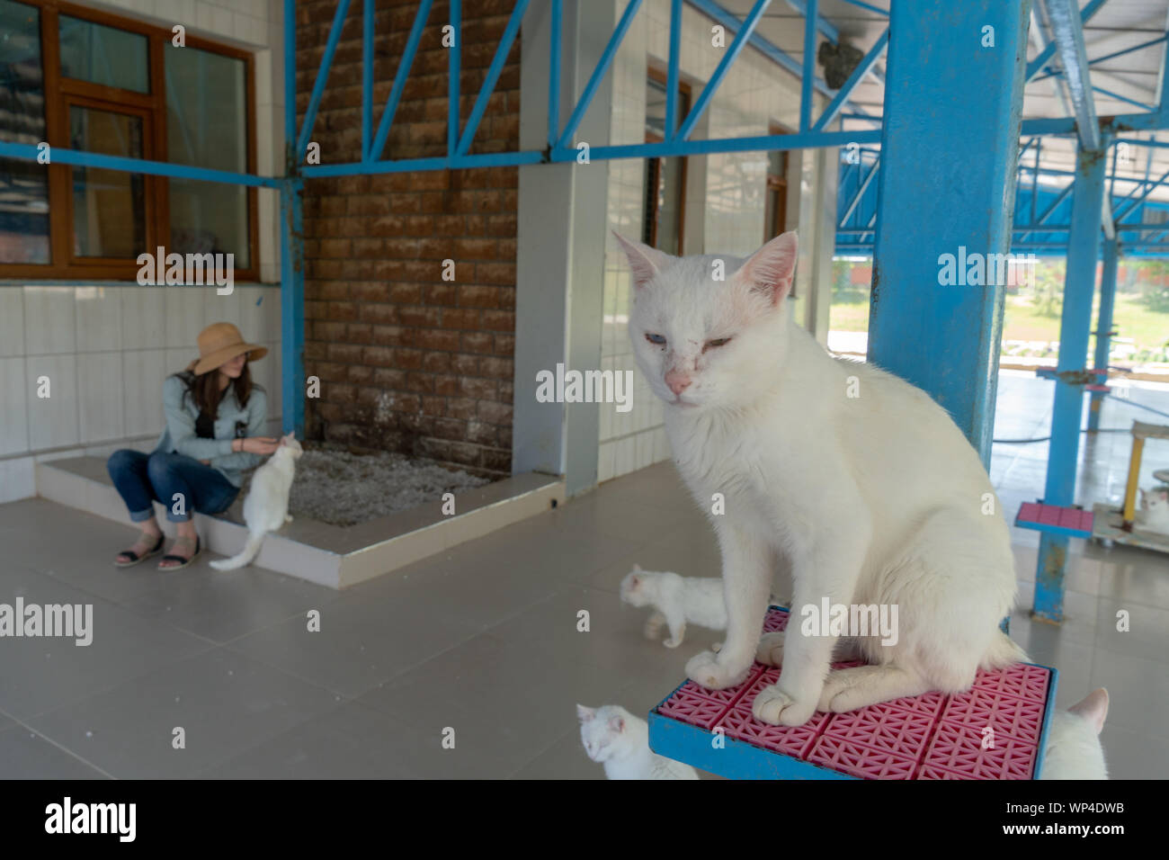 Les chats avec Heterochromia spécial à Van, Turquie Banque D'Images