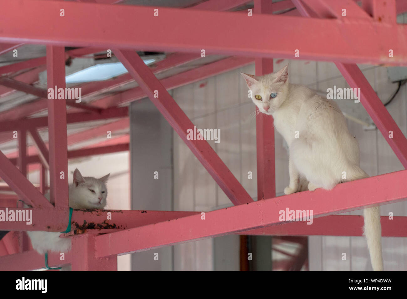 Les chats avec Heterochromia spécial à Van, Turquie Banque D'Images