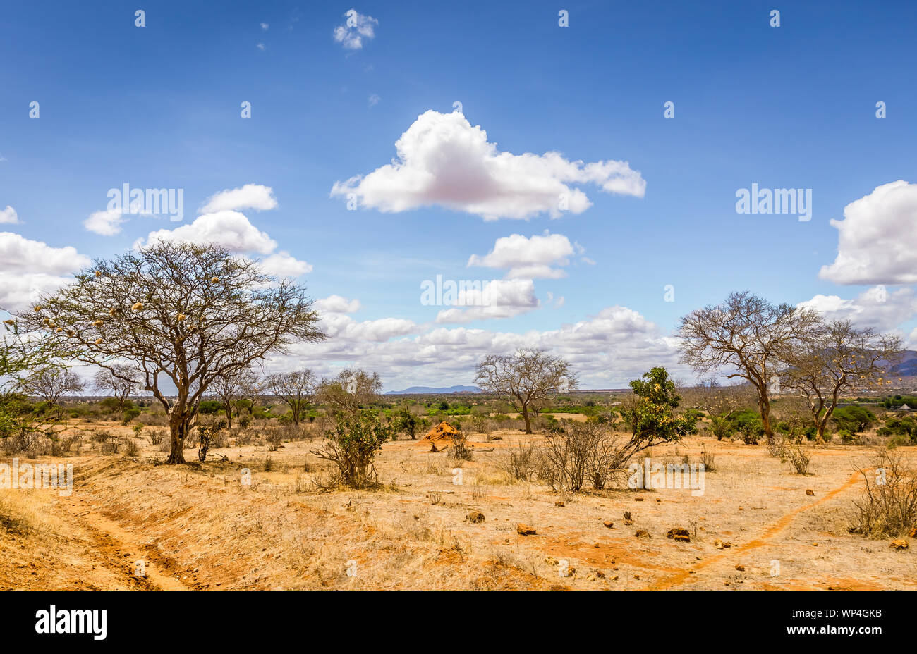 Paysage unique des plaines de savane à acacia tree au Kenya Banque D'Images