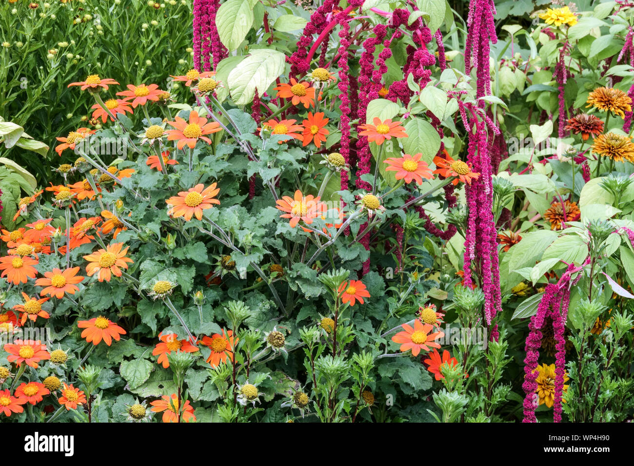 Tournesol mexicain Tithonia rotundifolia Amaranth lit coloré de fleurs d'été Tithonia rotundifolia Fiesta Del sol mixte Amaranthus caudatus queue de poney Banque D'Images