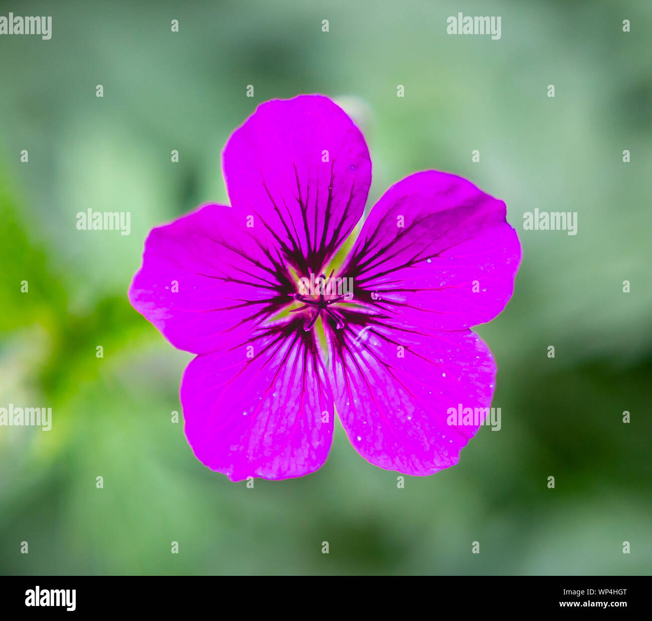 Hot Pink flower Banque D'Images