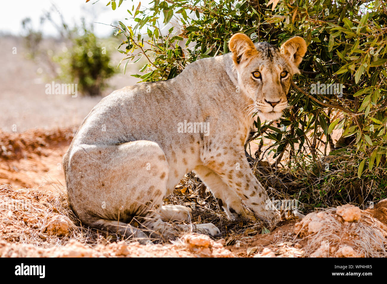 Un jeune homme dans le parc national de Tsavo Lion Banque D'Images