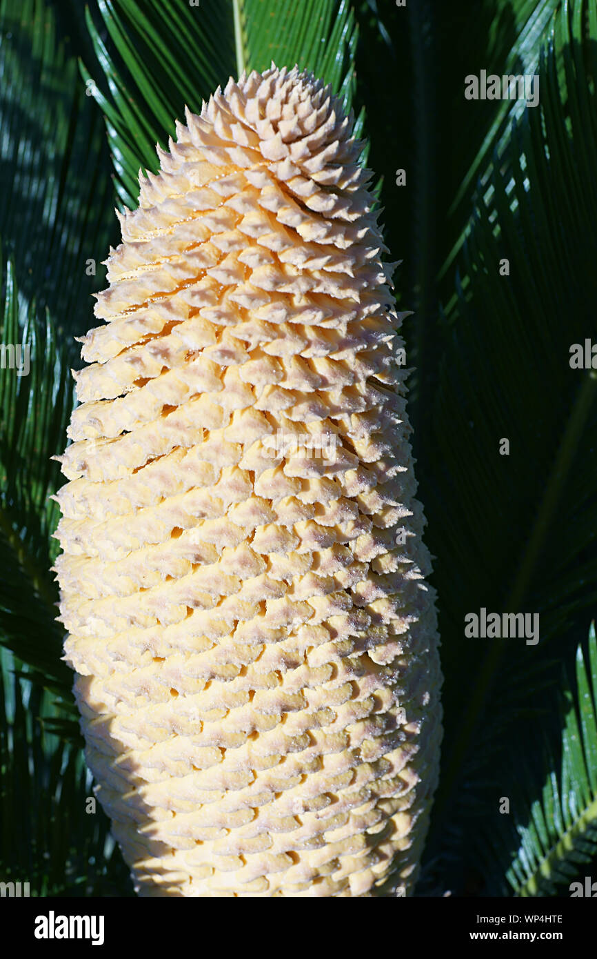 Baquois (Cycas revoluta) avec cône mâles dans l'île de Ischia, Naples, Italie Banque D'Images